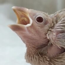 今週も来てくれました～👑 シナモン文鳥🐣