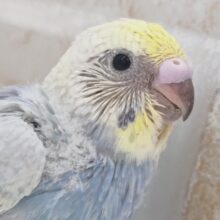 カラフルレインボー🌈 セキセイインコ(パステルレインボースパングル)