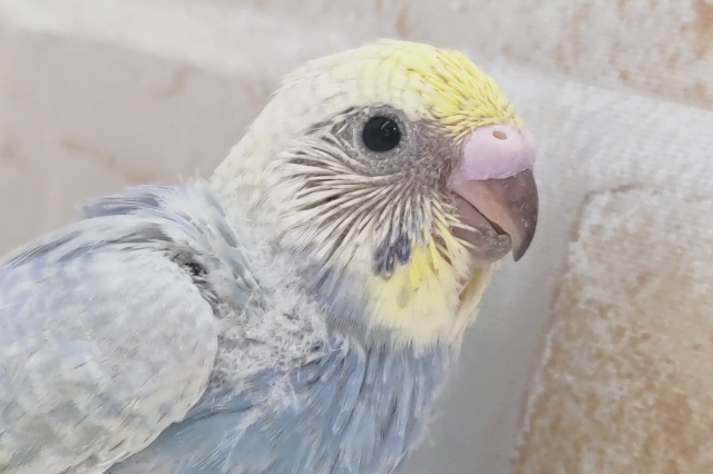 カラフルレインボー🌈 セキセイインコ(パステルレインボースパングル)