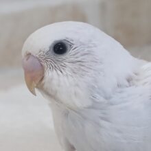 かわいい～白～🤍 セキセイインコ(ダブルファクター)