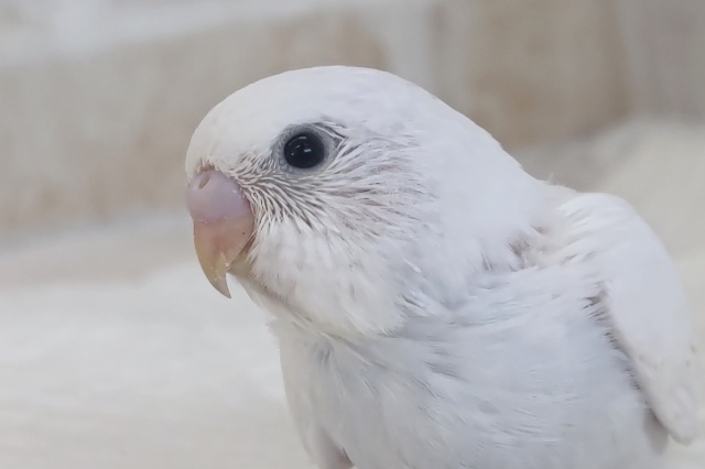 かわいい～白～🤍 セキセイインコ(ダブルファクター)