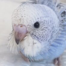 ちょっぴりやんちゃ!?～🫐 セキセイインコ(スパングル)