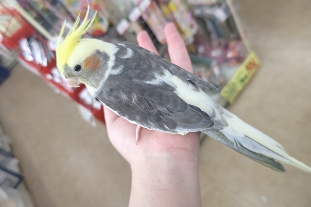 オカメインコ