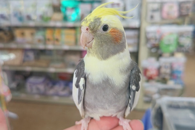 オカメインコ