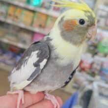 興味津々～遊ぶの大好き！💫 オカメインコ(パイド)