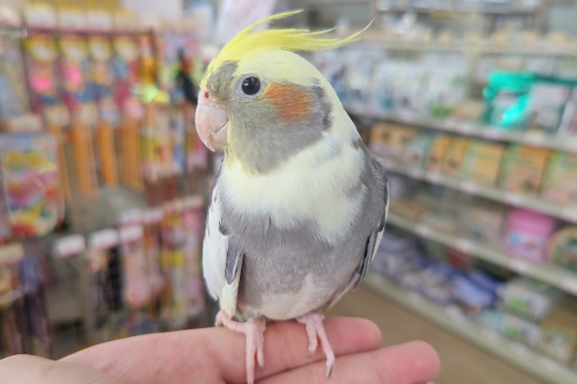 オカメインコ