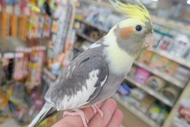 オカメインコ