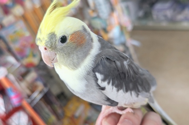 オカメインコ