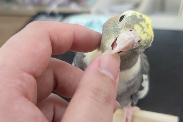 オカメインコ