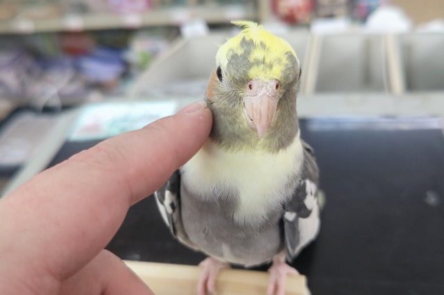 オカメインコ