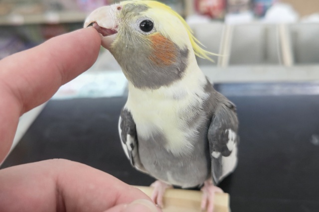 オカメインコ