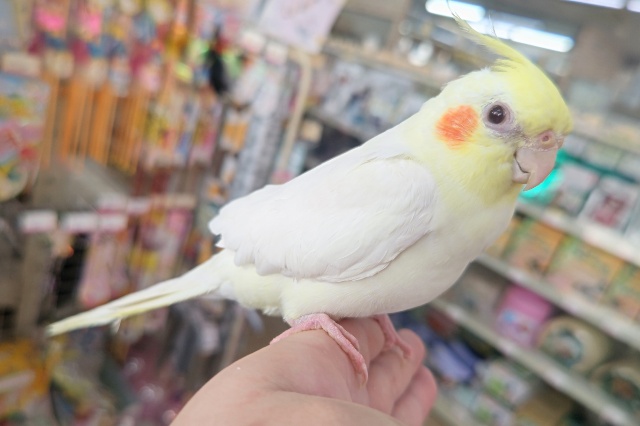 オカメインコ