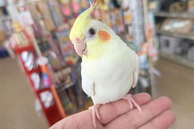 オカメインコ