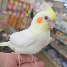 ビビりな甘えん坊さん～🌞 オカメインコ(ルチノー)