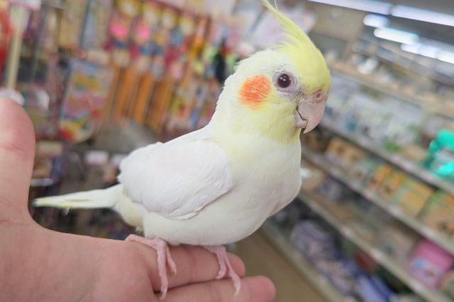 ビビりな甘えん坊さん～🌞 オカメインコ(ルチノー)