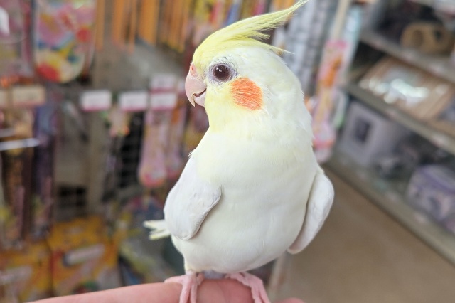 オカメインコ