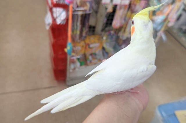 オカメインコ