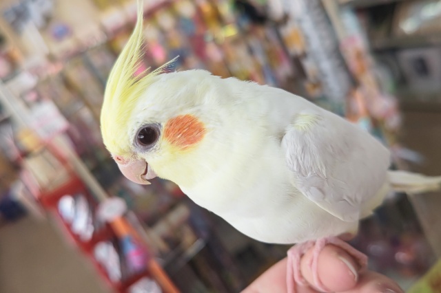 オカメインコ