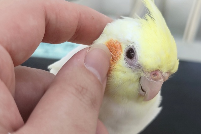 オカメインコ