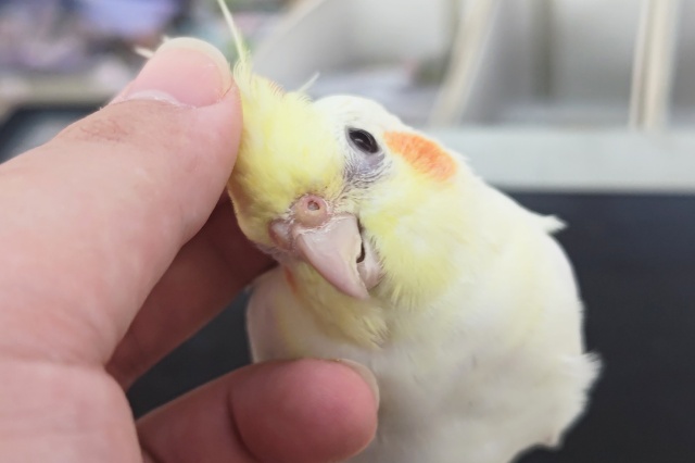 オカメインコ