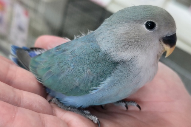 コザクラインコ（小桜インコ）