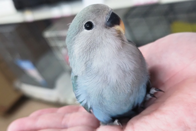 コザクラインコ（小桜インコ）