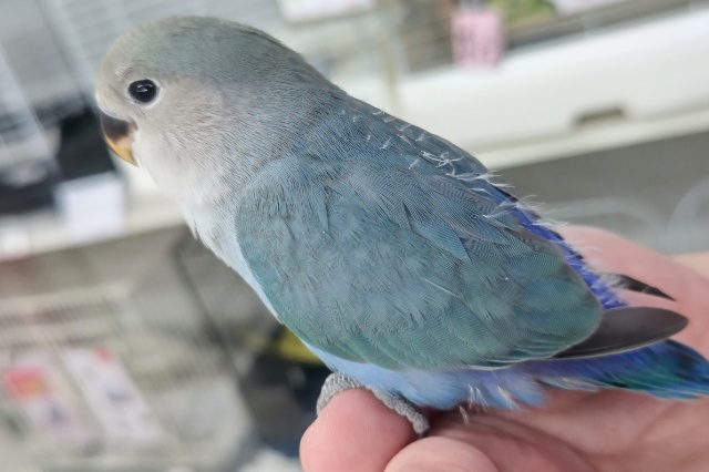 コザクラインコ（小桜インコ）