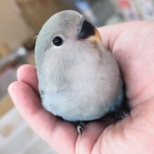 🌟最新画像🌟 グイグイアピールさん～🫐 コザクラインコ(ブルーチェリー