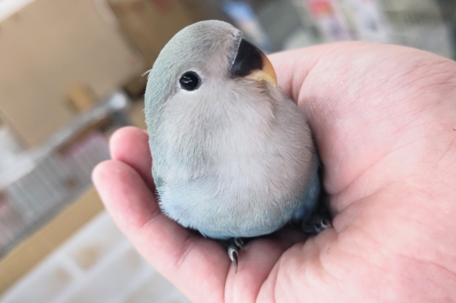 🌟最新画像🌟 グイグイアピールさん～🫐 コザクラインコ(ブルーチェリー