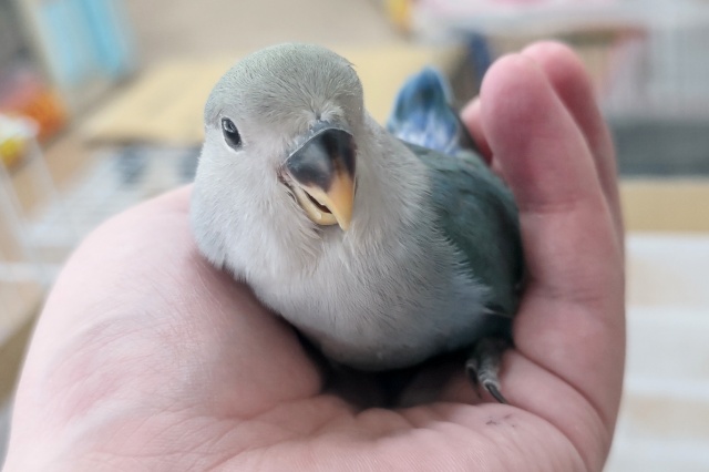 コザクラインコ（小桜インコ）