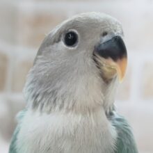 ターコイズグリーン～🍀 コザクラインコ(ブルーチェリー)