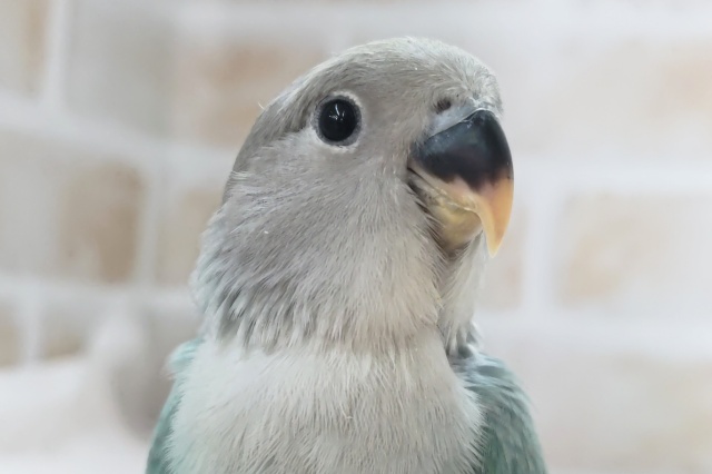 ターコイズグリーン～🍀 コザクラインコ(ブルーチェリー)