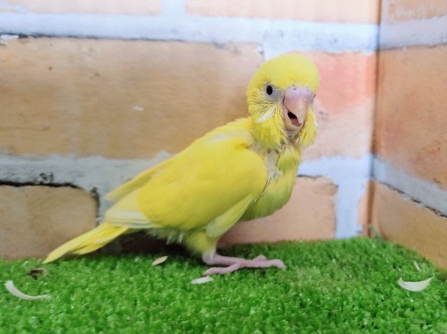 セキセイインコ