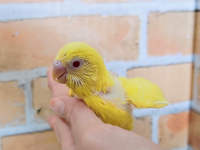 セキセイインコ