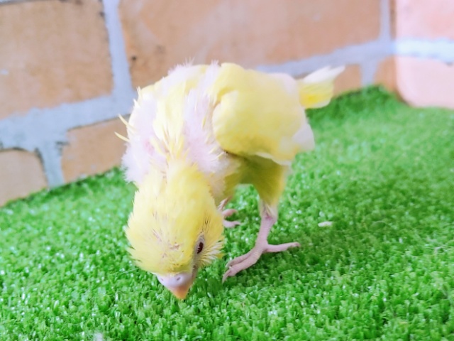 セキセイインコ