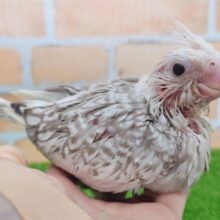 人気カラー‎🤍オカメインコのヒナ(ホワイトフェイスシナモンパール)入荷しました❤