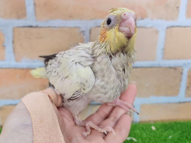 オカメインコ