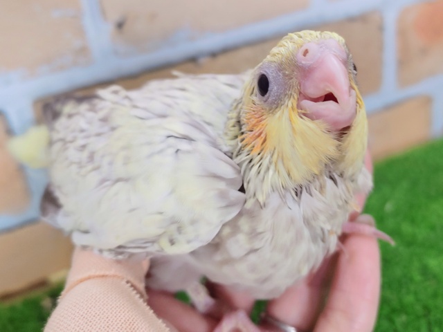 オカメインコ