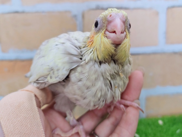 オカメインコ