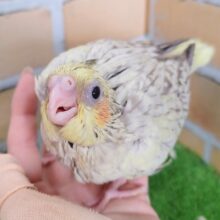 優しい色✨オカメインコのヒナ(シナモンパール)入荷しました❤