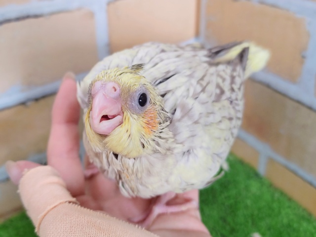 優しい色✨オカメインコのヒナ(シナモンパール)入荷しました❤