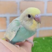 安定人気✨セキセイインコのヒナ(パステルレインボー)のヒナ入荷しました❤