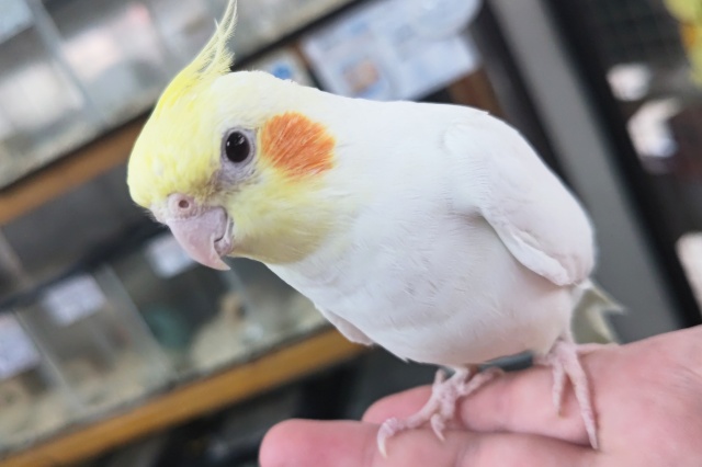 🌟最新画像🌟 ツンデレな手乗りさん～⭐ オカメインコ(ルチノー)