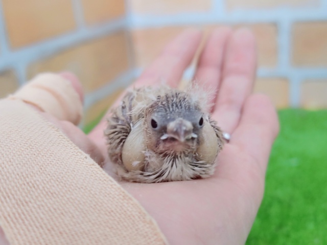 錦花鳥（キンカチョウ）