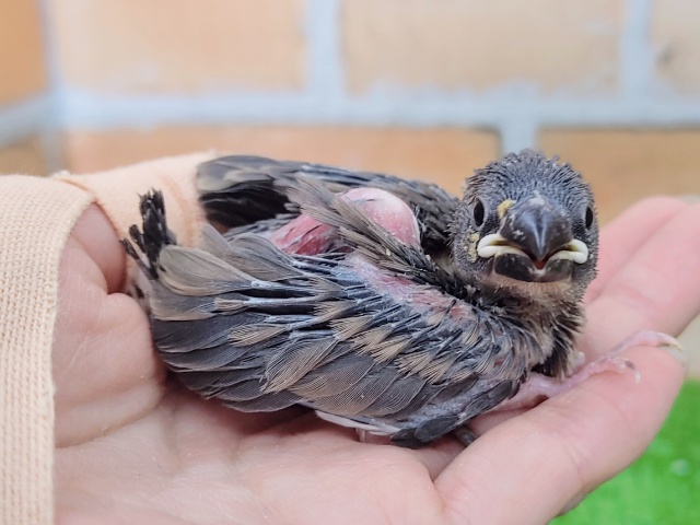 濃くてハッキリ✨桜文鳥のヒナ入荷しました❤