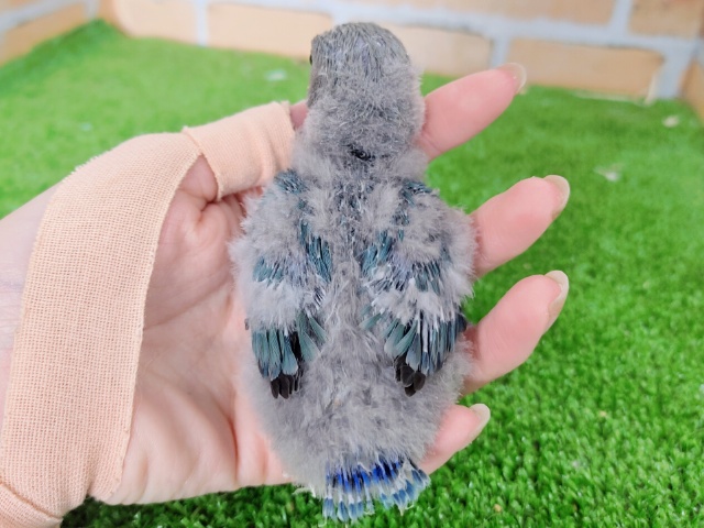 コザクラインコ（小桜インコ）