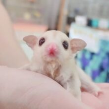 あなたに癒しを与えます❤❤モモンガベビー(クリミノ)入荷しました❤