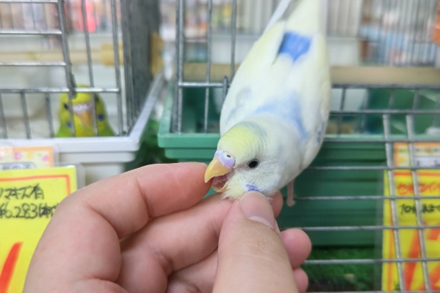 セキセイインコ