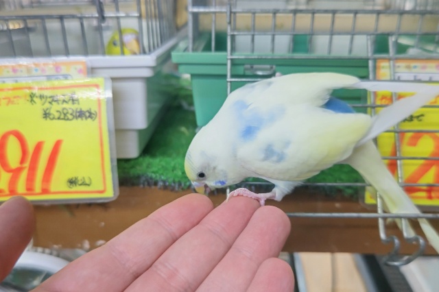 セキセイインコ