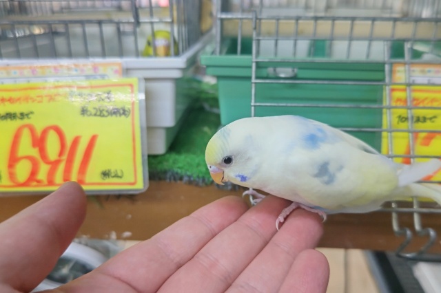 セキセイインコ